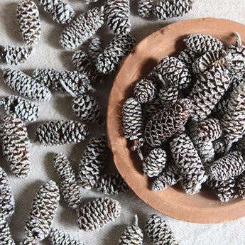 Frosted Birch Cones