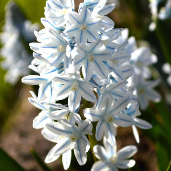 Bulbs - Puschkinia