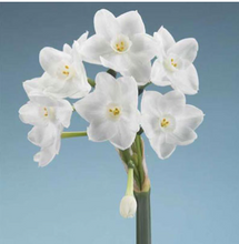 Load image into Gallery viewer, Narcissus Paperwhite Bulb - Inbal
