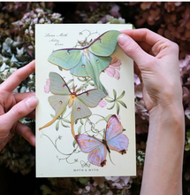 Load image into Gallery viewer, Paper Butterfly Specimen
