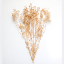 Load image into Gallery viewer, Baby&#39;s Breath - Preserved
