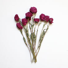 Load image into Gallery viewer, Burgundy Peony - Dried
