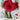 Bulb - Amaryllis Hipperastrum