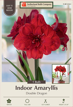 Bulb - Amaryllis Hipperastrum