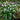 Bulbs - Snowdrops