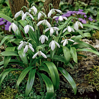 Bulbs - Snowdrops