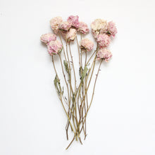 Load image into Gallery viewer, Light Pink Peony - Dried

