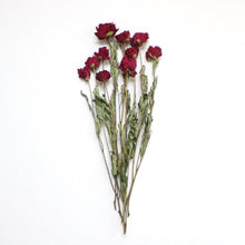 Load image into Gallery viewer, Merlot Peony - Dried

