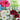 Bulb - Amaryllis Hipperastrum