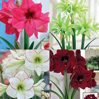 Bulb - Amaryllis Hipperastrum