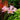 Bulbs - Pink Surprise Lily