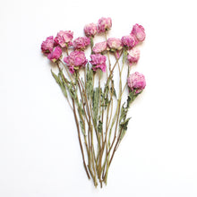 Load image into Gallery viewer, Pink Peony - Dried
