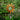 Recycled Teak Sun Catcher
