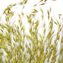 Load image into Gallery viewer, Princess Grass
