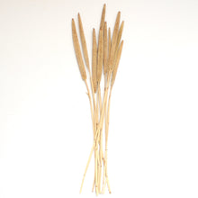 Load image into Gallery viewer, Babala - Dried
