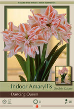 Load image into Gallery viewer, Bulb - Amaryllis Hipperastrum
