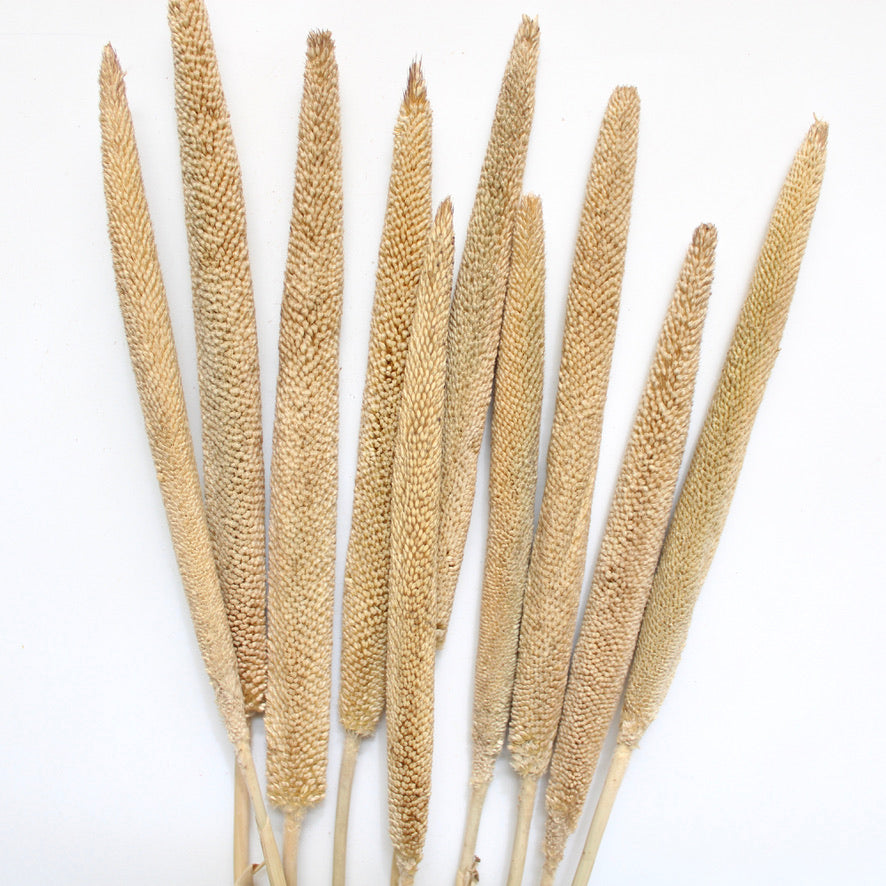 Babala - Dried