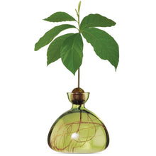 Load image into Gallery viewer, Avocado Seed Starter Vase
