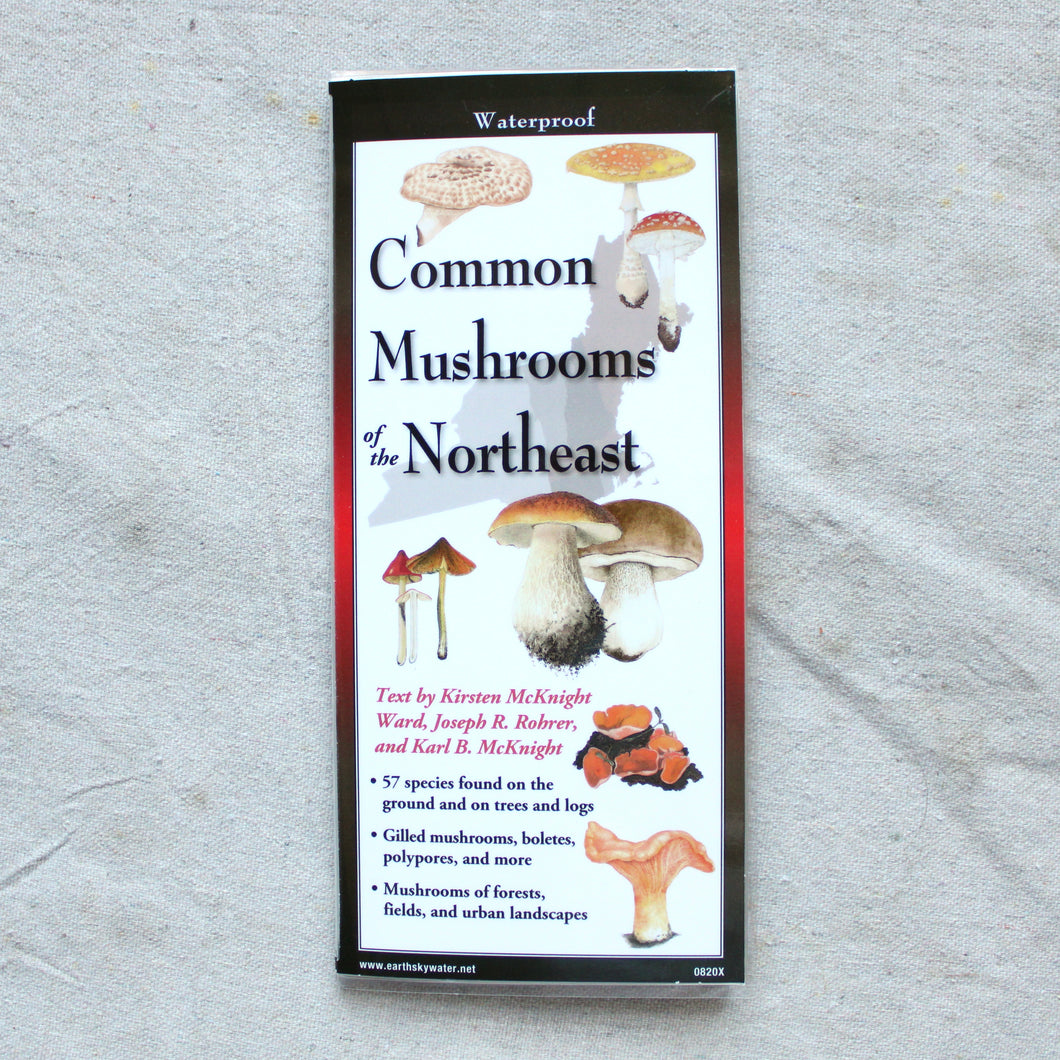 Common Mushrooms Of The Northeast