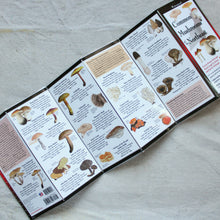 Load image into Gallery viewer, Common Mushrooms Of The Northeast
