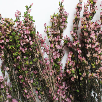 Heather - Erica Deliciosa