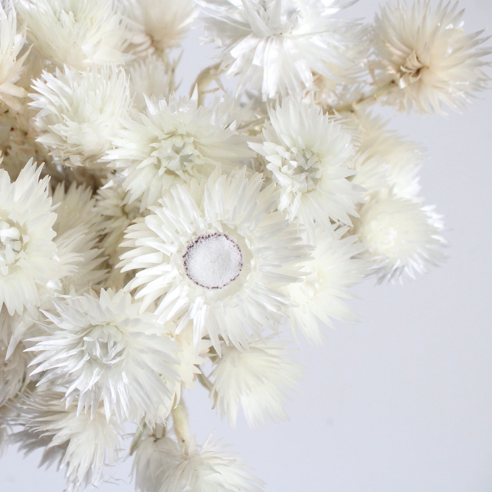 Dried Daisy Bunch, Dried Ammobium, Winged Everlasting, Natural