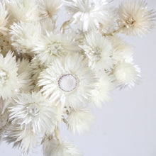 Load image into Gallery viewer, Everlastings - Helichrysum (Dried)
