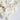 Dried Helichrysum Everlasting