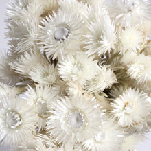 Load image into Gallery viewer, Everlastings - Helichrysum (Dried)
