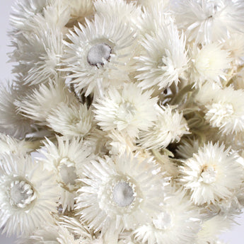 Dried Helichrysum Everlasting