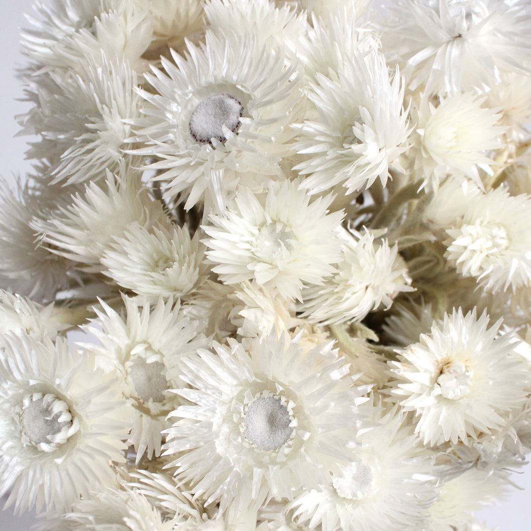 Everlastings - Helichrysum (Dried)