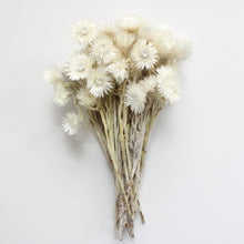 Load image into Gallery viewer, Everlastings - Helichrysum (Dried)
