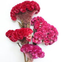 Load image into Gallery viewer, Cockscomb - Dried Celosia
