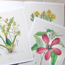 Load image into Gallery viewer, Alexander Von Humboldt Botanical Illustrations
