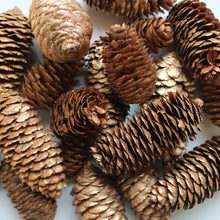 Load image into Gallery viewer, Festive Pinecones

