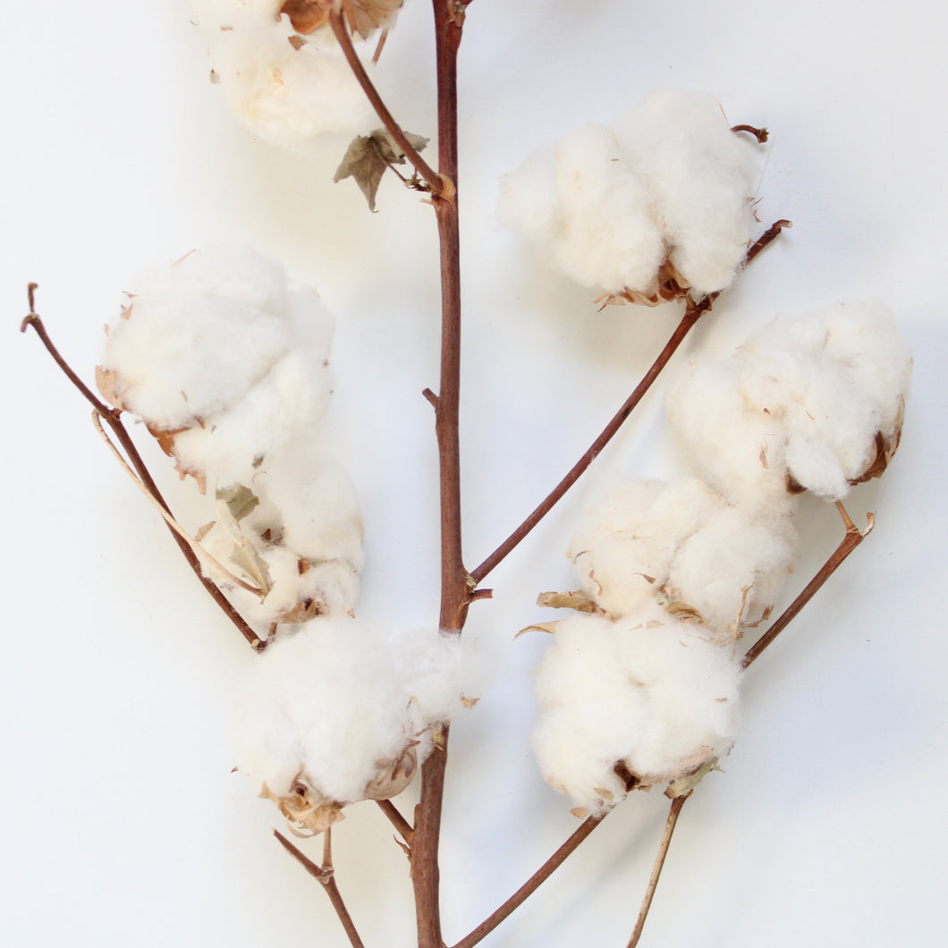 Cotton Stalk - Dried