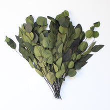Load image into Gallery viewer, Preserved Green Populus Eucalyptus - round and oval leaves
