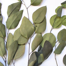 Load image into Gallery viewer, Preserved Green Populus Eucalyptus - round and oval leaves
