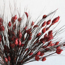 Load image into Gallery viewer, Bell Reed Grass - 15-20&quot;
