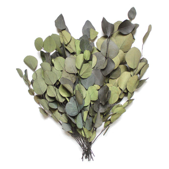 Preserved Green Populus Eucalyptus - round leaves