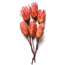 Load image into Gallery viewer, Dried Protea Repens
