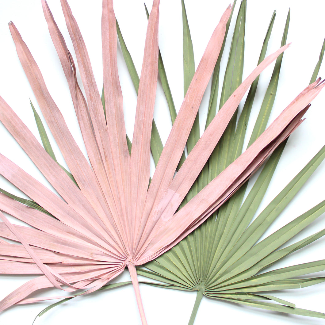 Palm Fronds - Dried