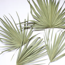 Load image into Gallery viewer, Palm Fronds - Dried
