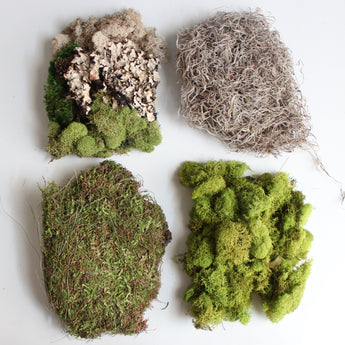 Preserved Moss