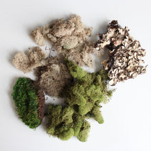 Load image into Gallery viewer, Moss  -  Preserved
