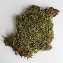 Load image into Gallery viewer, Moss  -  Preserved
