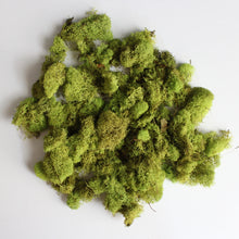 Load image into Gallery viewer, Moss  -  Preserved
