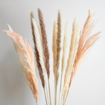 Dried Pampas Grass