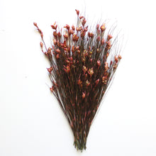 Load image into Gallery viewer, Bell Reed Grass - 15-20&quot;
