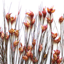 Load image into Gallery viewer, Bell Reed Grass - 15-20&quot;
